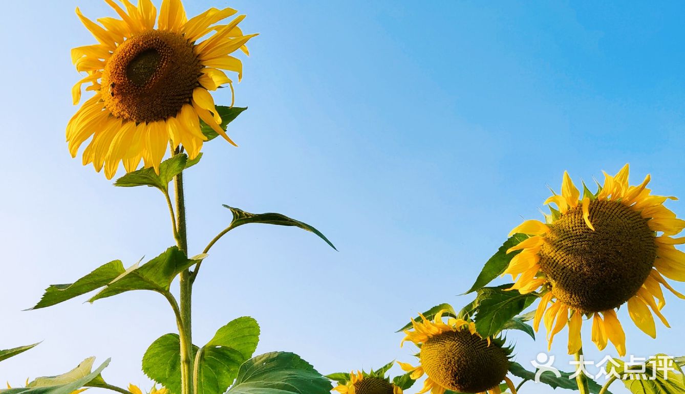内心明媚  向阳而生  今天是向日葵女孩吖 🌻