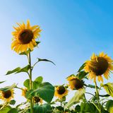 内心明媚  向阳而生  今天是向日葵女孩吖 🌻
