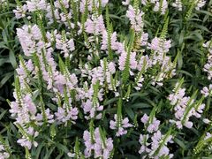 -武清南湖绿博园