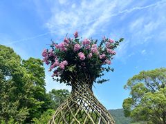 -木兰云雾山