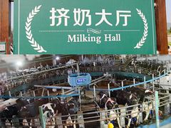 -君乐宝优致牧场