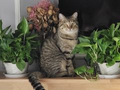 -瑞派名望志远动物医院·猫科·內科·异宠专科(直港大道店)