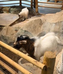 -Zoolung Zoolung动物主题公园(海信广场店)