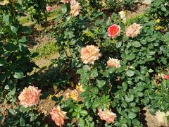 -人民公园(罗湖区)