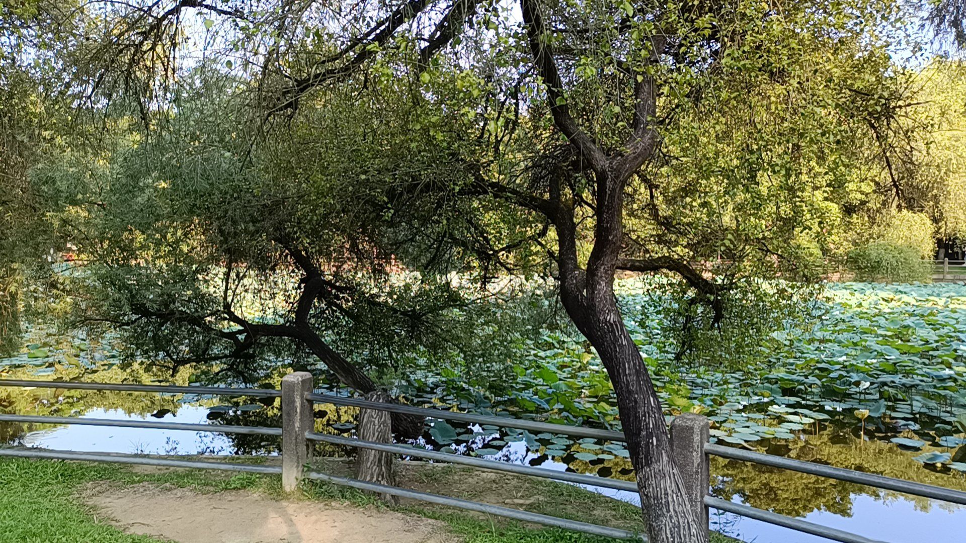 长湴公园在广州天河区,与华南植物园仅一墙之隔.