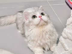 -Bastet sally猫舍购宠(静安店)