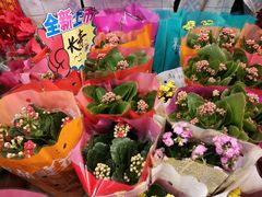 -大自然花鸟鱼虫市场