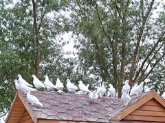 -天津妈祖文化园