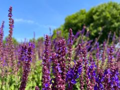 -汉长安城未央宫国家考古遗址公园