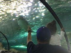 -悉尼海洋生物水族馆