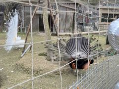 -都江堰玫瑰花溪谷