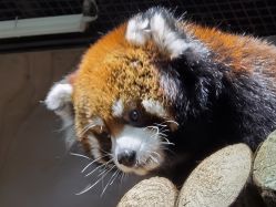 -Zoolung Zoolung动物主题公园(海信广场店)