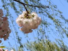 -石家庄市植物园