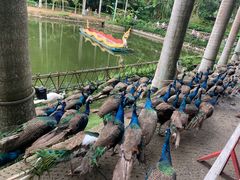 -西双版纳原始森林公园