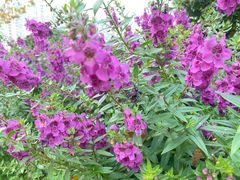 -西北湖绿化广场