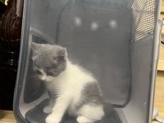 -喵zoo家庭繁育猫舍(尖东智能花园店)