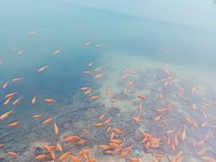 -黄村公园
