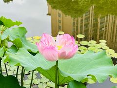 -陈家山荷花公园
