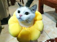 -灵美宠物诊所
