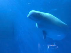 -海合安成都极地海洋公园