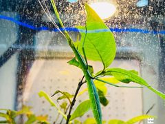 -上海大自然野生昆虫馆(东方明珠·爬宠昆虫探索中心)