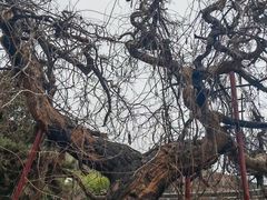 -泰山风景名胜区-普照寺