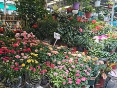 -曲阳花鸟市场(曲阳路店)