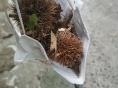 -上海佘山国家森林公园天马山园