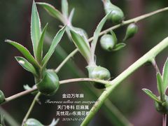 -东南花都花博园