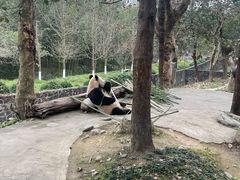 -都江堰中华大熊猫苑