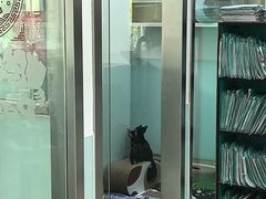 -瑞派申生动物医院·24H夜诊·国际动物医疗中心·骨外科(吴中路店)