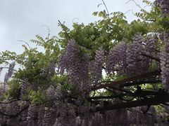 -嘉定紫藤园