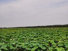 -西青郊野公园