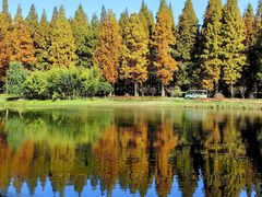 -黄海国家森林公园