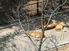 -大连森林动物园