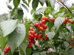 -樱桃山旅游景区