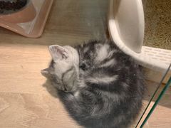 -BABIT巴比特宠物(MOMOPARK店)