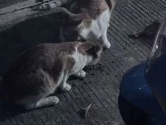 -宠福鑫动物医院(城北分院)