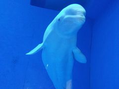 -芜湖新华联大白鲸海洋公园