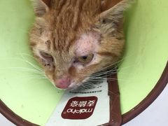 -瑞派动物医院·猫专科·至诚(江南中分院)
