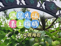 -香雪海