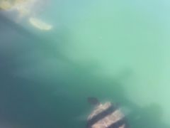 -广东惠东海龟国家级自然保护区