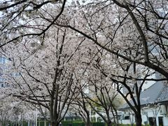 -新虹桥中心花园
