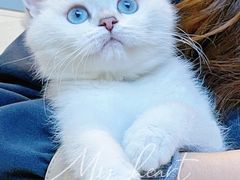 -lincat·猫舍(广州店)