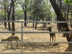 -秦皇岛野生动物园