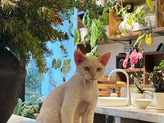 -自由生长植物工作室(深港花卉中心店)