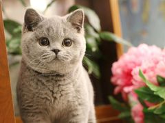 -Bastet sally猫舍购宠(静安店)