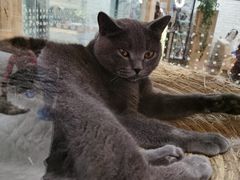 -藏猫猫咖啡主题馆(中央大道店)