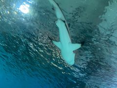 -苏州海洋馆