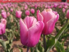 -石家庄市植物园